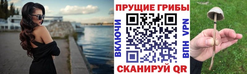 Псилоцибиновые грибы Psilocybe  Купить где  Касли 